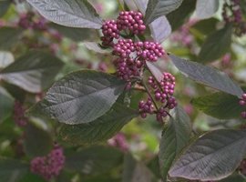 Berrying shrubs