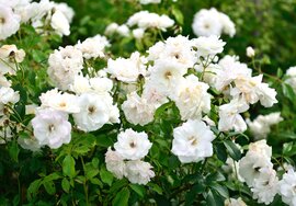 Roses