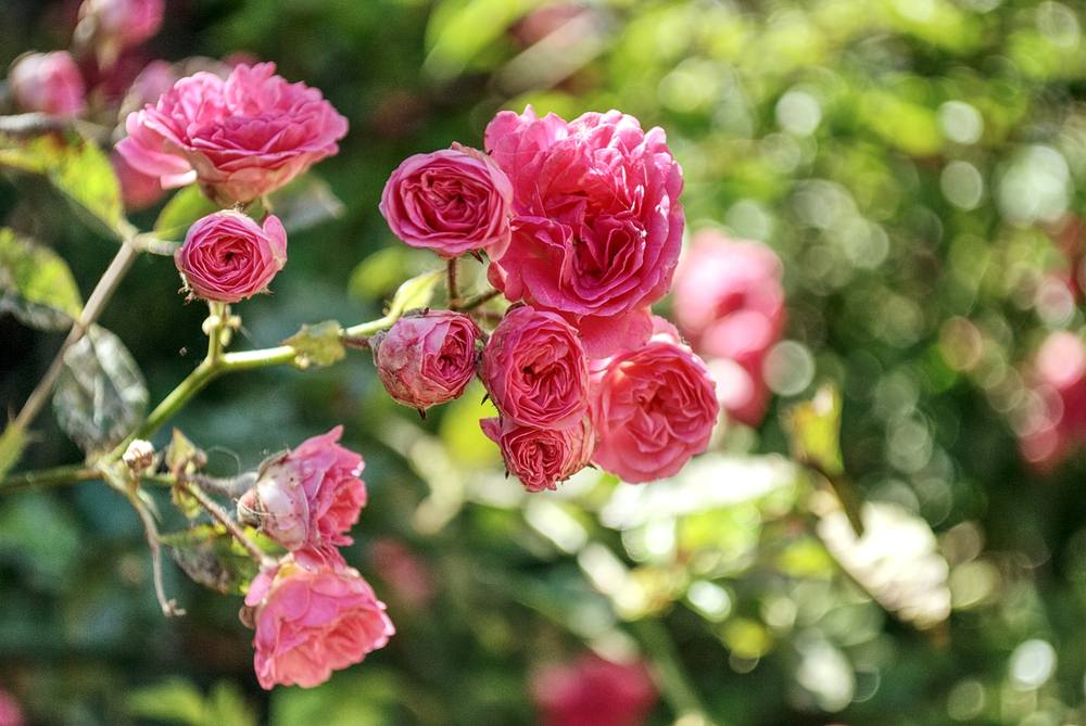 A garden full of roses near Dartford? A garden full of roses near Dartford?