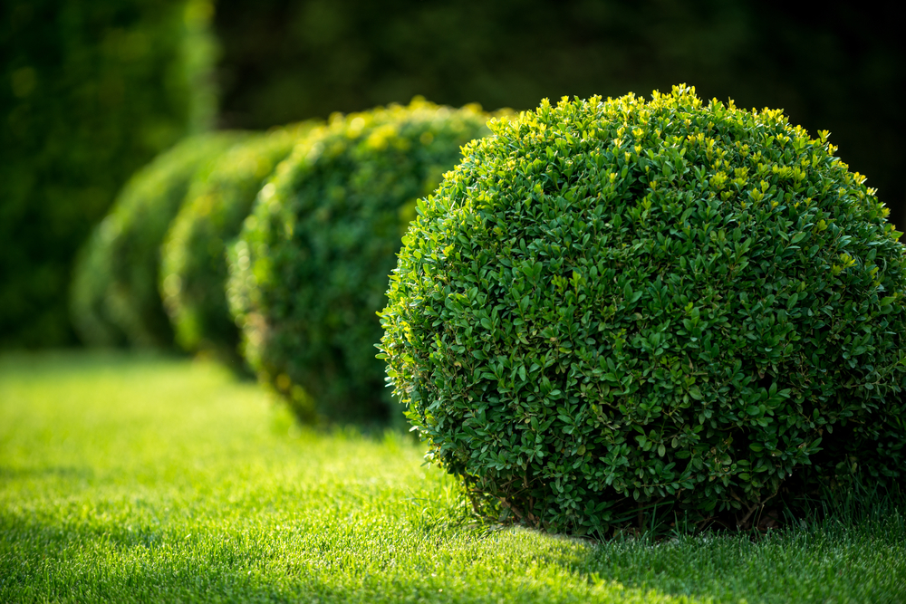 Shrubs Chislehurst Shrubs Chislehurst