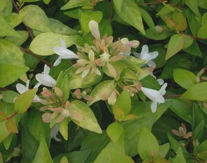 Abelia Gold Spot - image 3