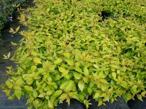 Abelia Gold Spot