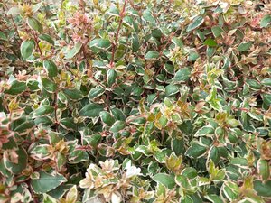 Abelia grand. Magic Daydream