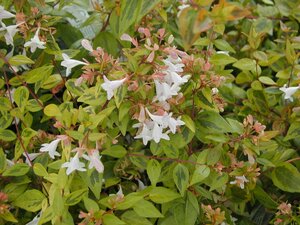 Abelia x grandiflora Francis Mason - image 1