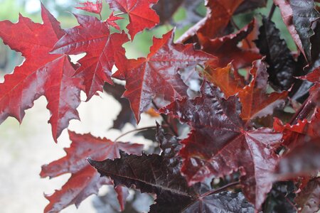 Acer platanoides Crimson King - image 2