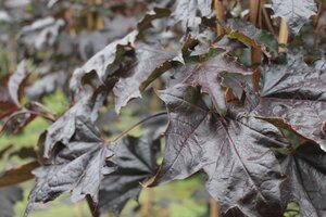 Acer platanoides Crimson King