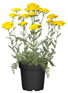 Achillea Cloth of Gold - image 2