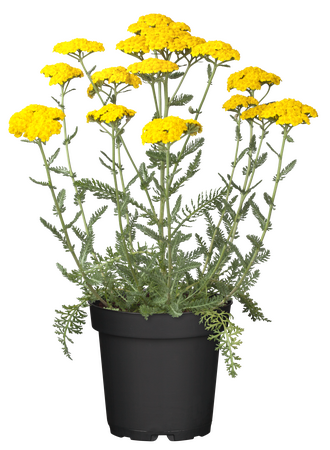 Achillea Cloth of Gold - image 2