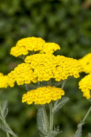 Achillea Cloth of Gold - image 1