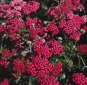 Achillea mill. Cherry Queen