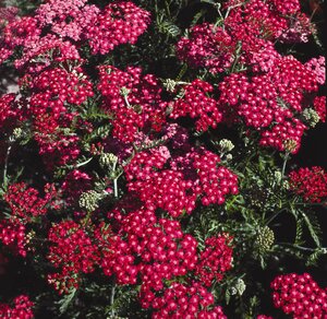 Achillea mill. Cherry Queen - image 1