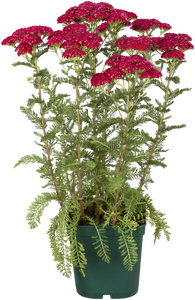 Achillea mill. Cherry Queen - image 2