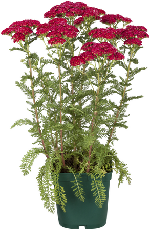 Achillea mill. Cherry Queen - image 2