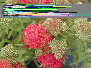Achillea millefolium Cherry Queen