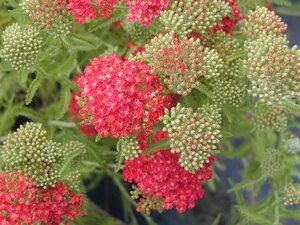Achillea millefolium Cherry Queen