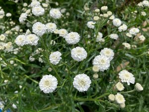 Achillea ptarmica The Pearl