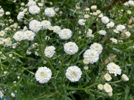Achillea ptarmica The Pearl