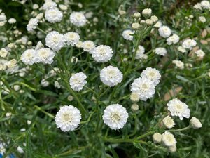 Achillea ptarmica The Pearl