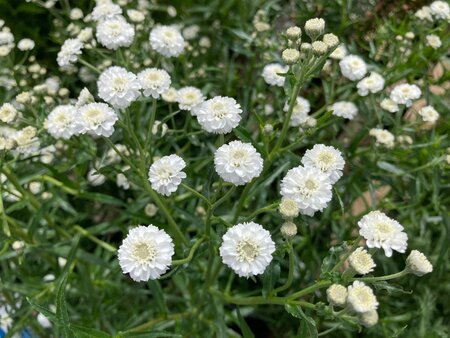 Achillea ptarmica The Pearl