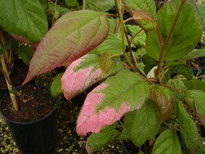Actinidia kolomikta