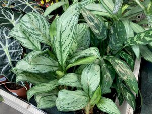 Aglaonema