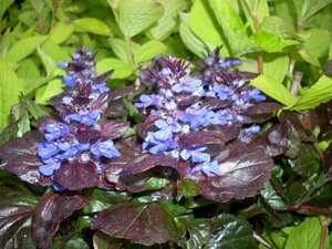 Ajuga Black Scallop