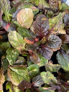 Ajuga multicolour Rainbow