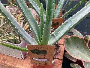 Aloe Vera
