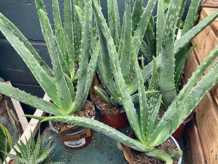 Aloe Vera - image 2