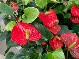 Anthurium