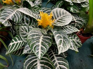 Aphelandra