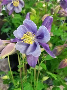 Aquilegia Earlybird Purple/Blue