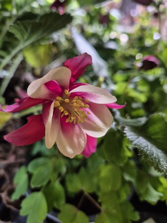 Aquilegia Earlybird Red/White