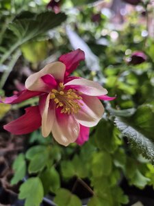 Aquilegia Earlybird Red/White