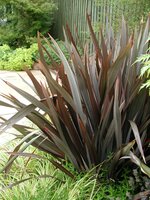 Architectural Plants