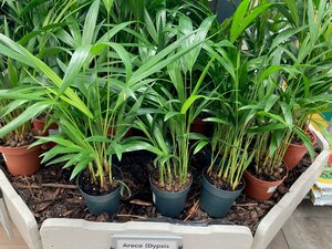 Areca (Dypsis lutescens)