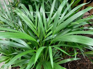 Areca (Dypsis lutescens) - image 2