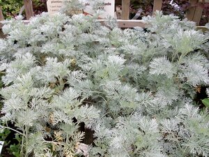 Artemisia Powis Castle