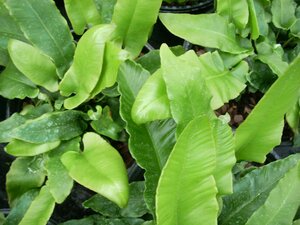 Asplenium scolopendrium