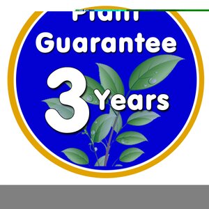 Asplenium scolopendrium