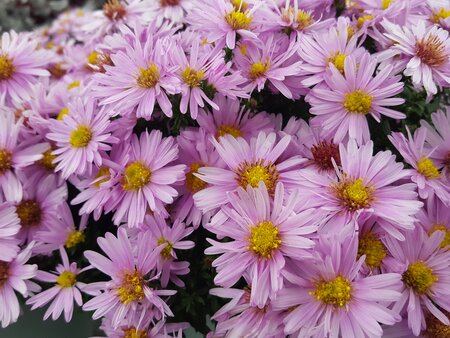 Aster Rose Quartz - image 1
