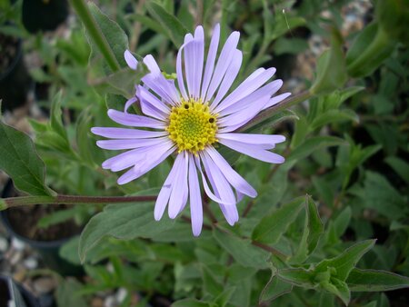 Aster x frikartii Mönch - image 1