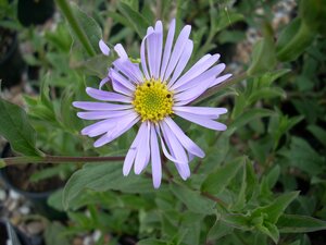 Aster x frikartii Mönch