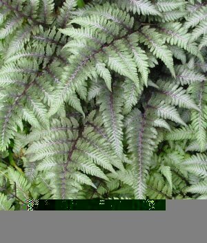 Athyrium niponicum Pictum