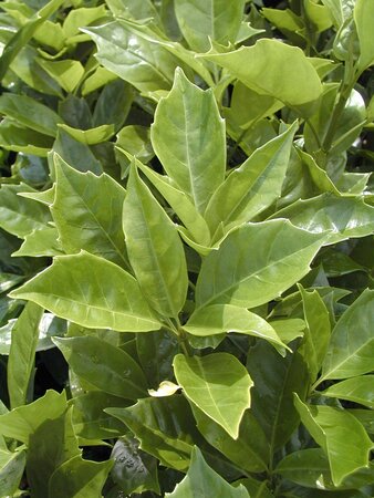 Aucuba japonica Rozannie - image 1