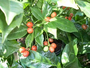 Aucuba japonica Rozannie 7.5 Litre