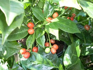 Aucuba japonica Rozannie 7.5 Litre