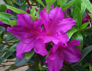 Azalea Blue Danube