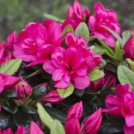 Azalea Canzonette