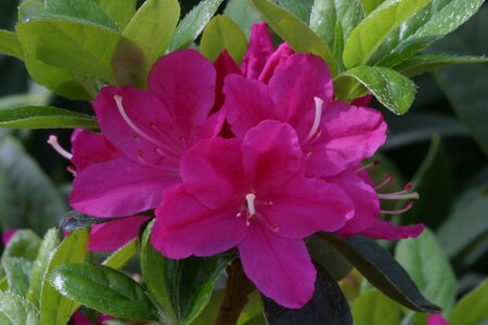 Azalea Kermesina